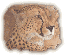 � Cheetah Place